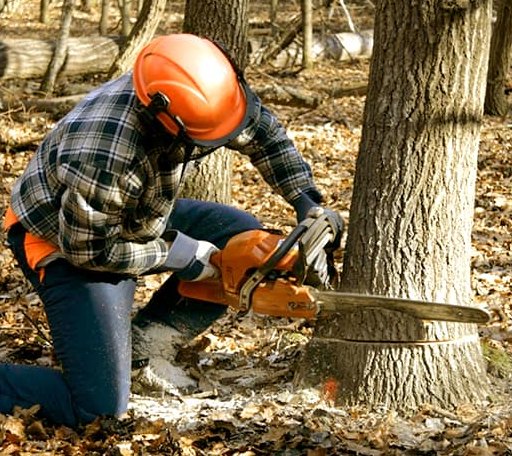 Tree Removal in Pigeon Forge, TN